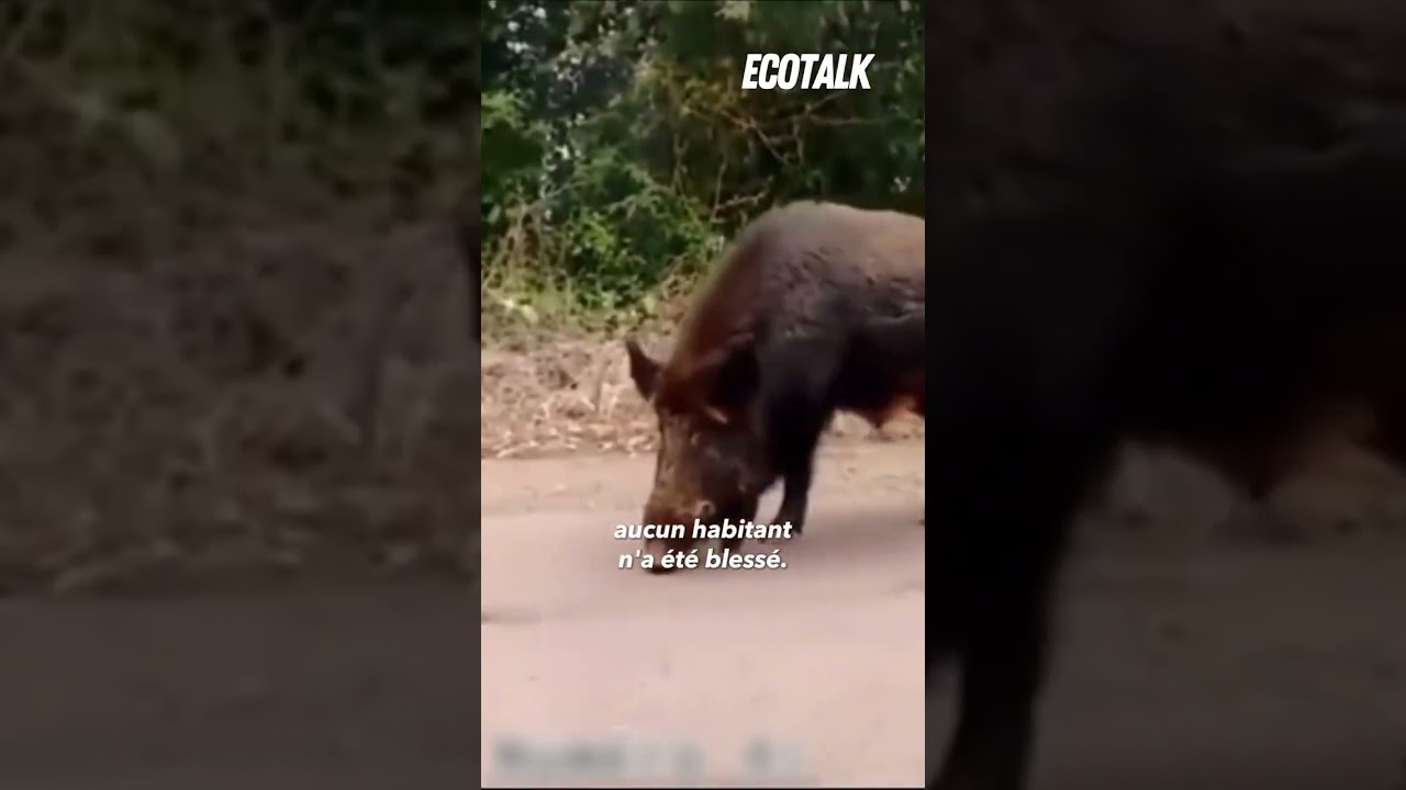 La chasse : un danger pour tous 🦌