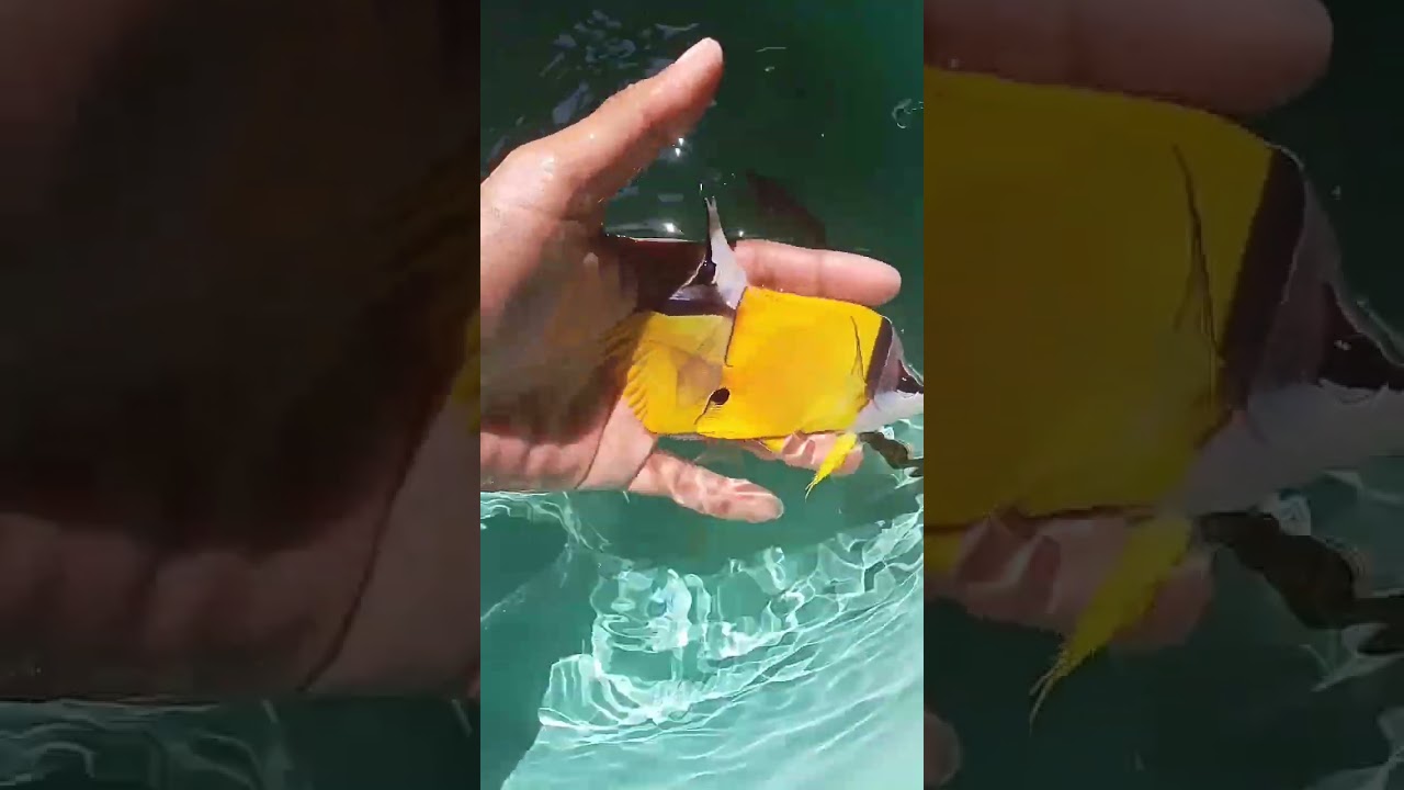 Ikan Hias Air Laut 🌊 - Keindahan Akuarium Laut