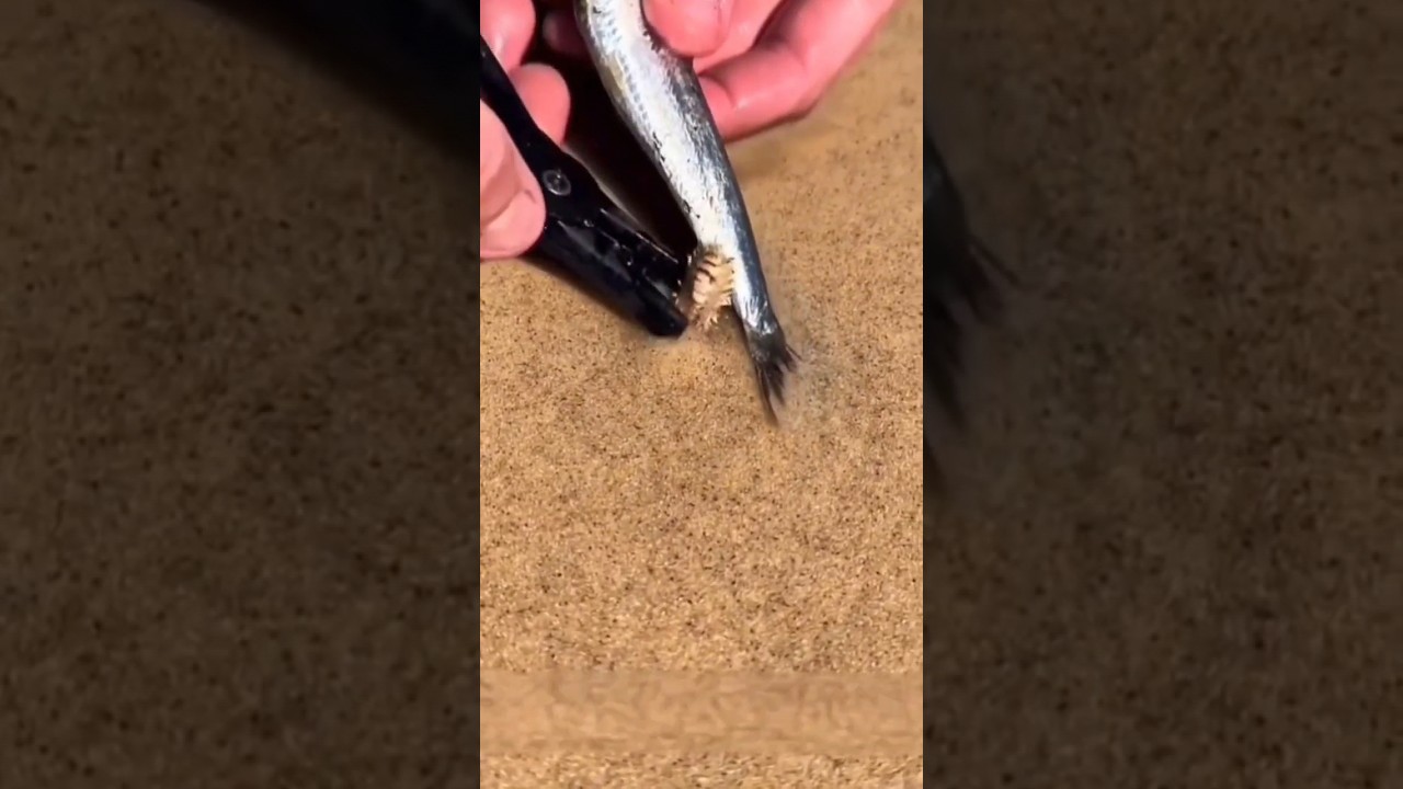 Ultimate Guide to Catching Australian Beach Worms (Bobbit Worm) 🪱