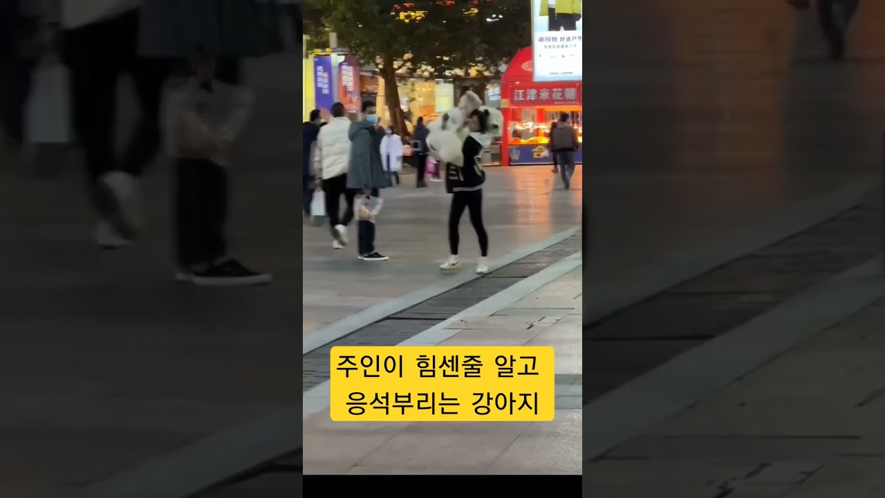 힘센 주인에 응석 부리는 강아지 🐶