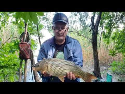 Наш трофейный сазан на 2.840 Сезон 2020г. Зеленый остров