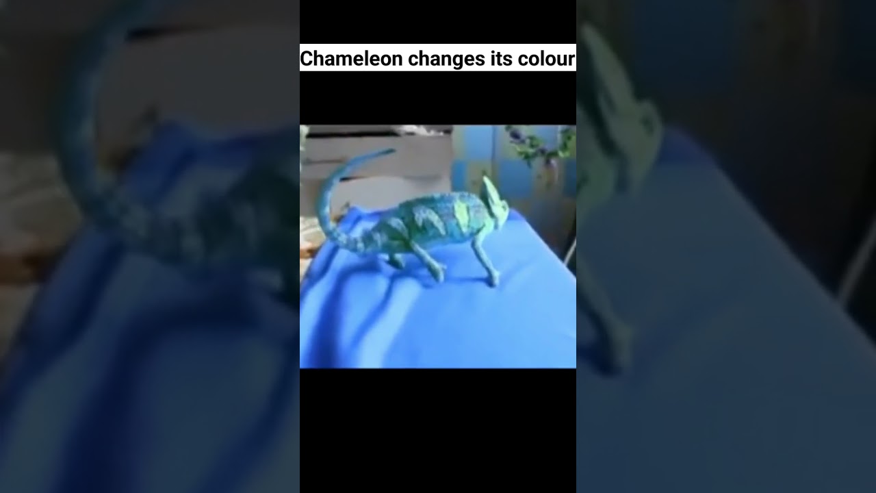 Chameleon Color Change | #shorts
