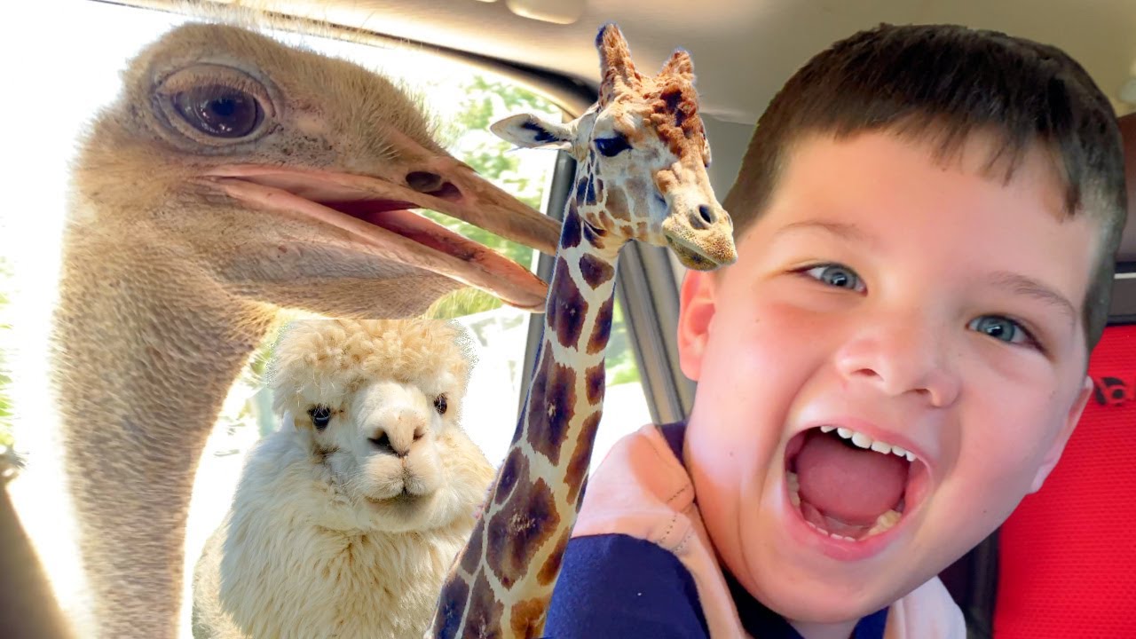 Caleb and Family Feed Funny Animals at Drive-Thru Zoo! 🦁🐒