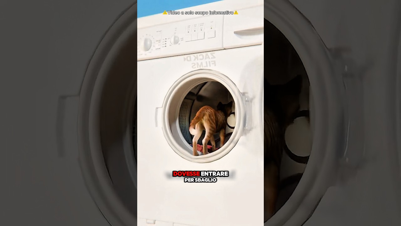 Cosa succede se un gatto entra in lavatrice 🐱