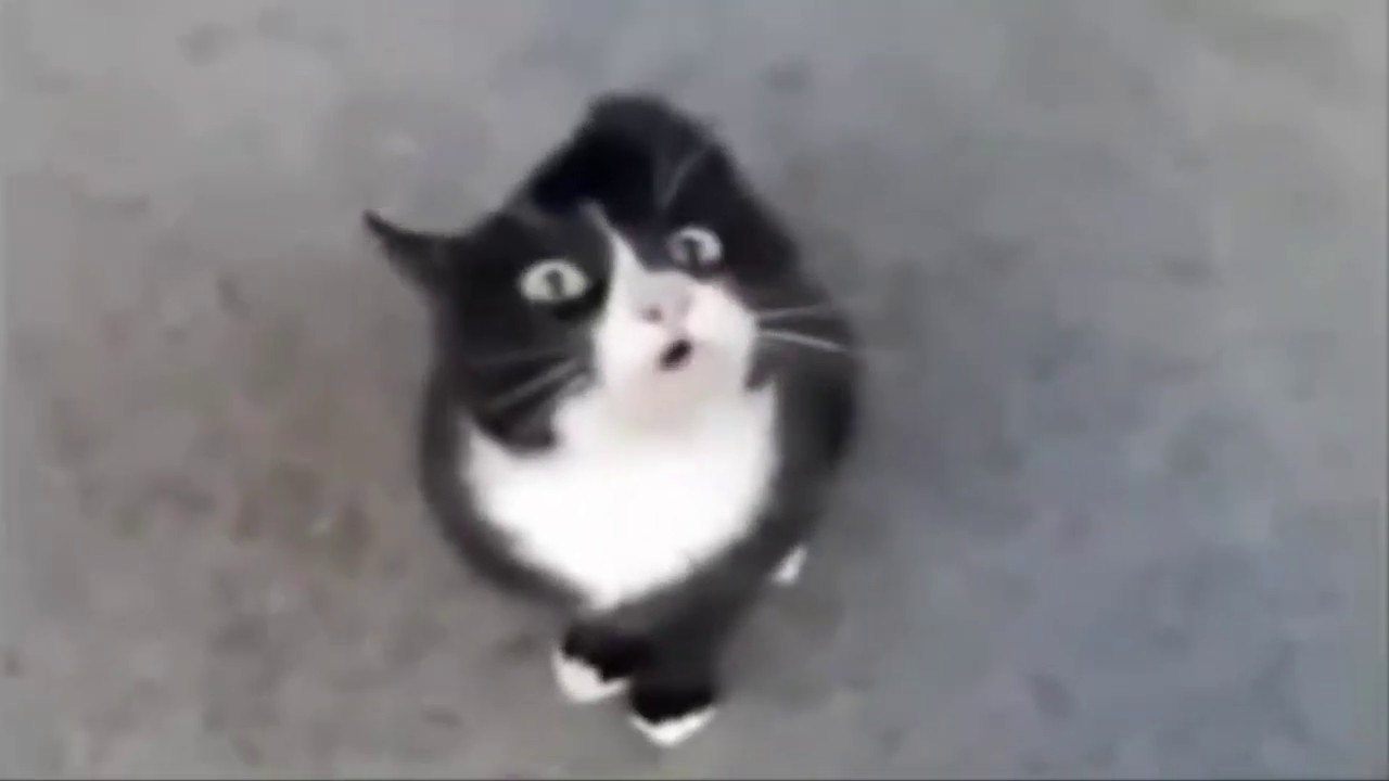 Animals Singing with Autotune