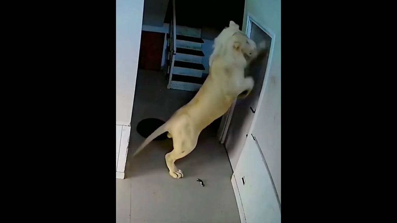 Should I Open the Door for the Lion? 🦁