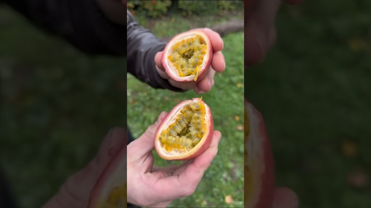 Passion Fruit GALEA de Réunion 🌴