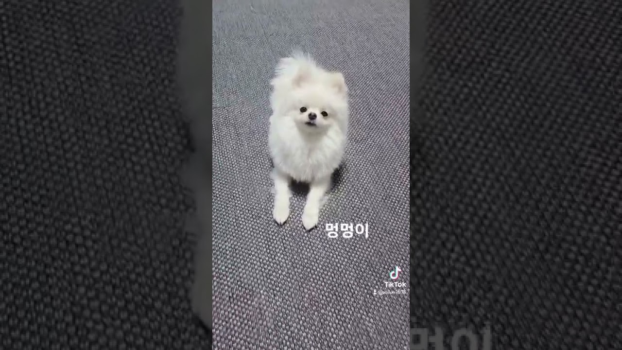 멍멍이 포메라니안의 귀여움 🐶