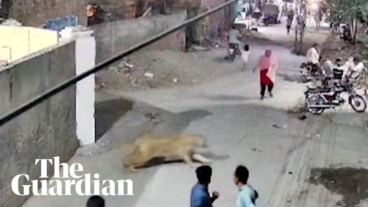 Escaped pet lion attacks woman in Lahore