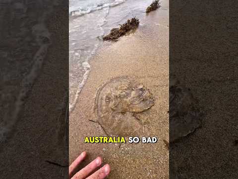 Never go walking on an australian beach!