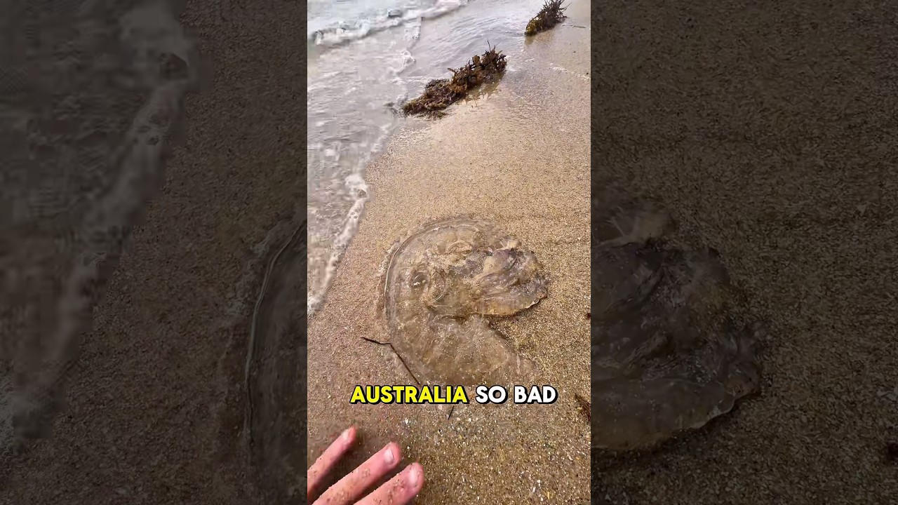 Why You Should Think Twice Before Walking on Australian Beaches 🏖️