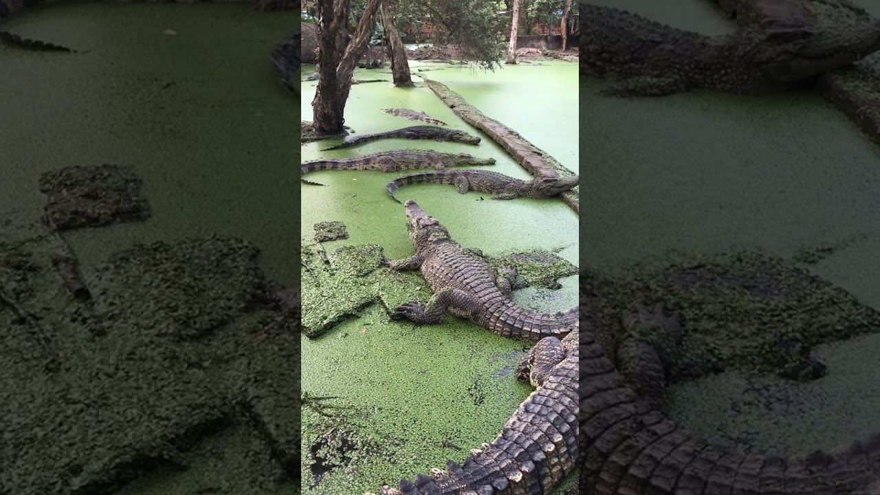 Cá Sấu Thú Vị #shorts