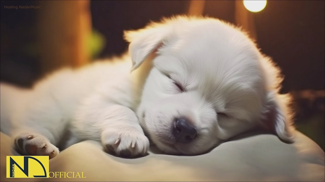 20H Dog Calming & Relaxing Sleep Music 🐶🎶