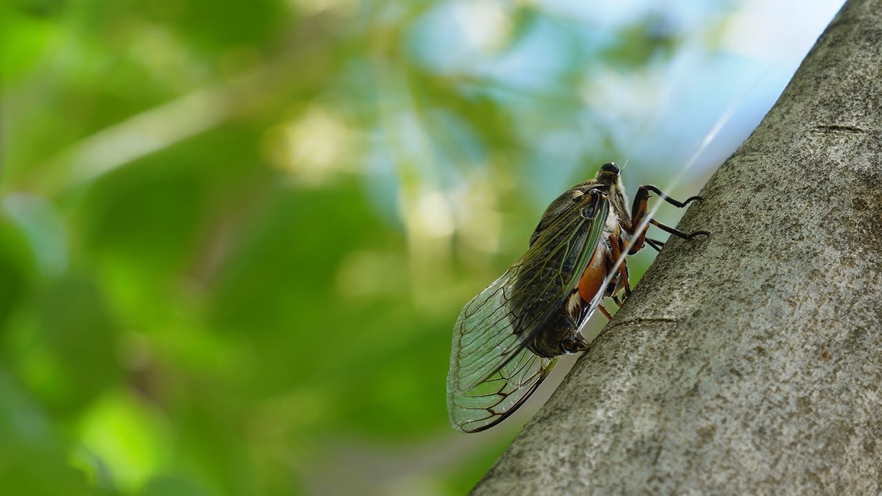 The Unique Urination of Cicadas