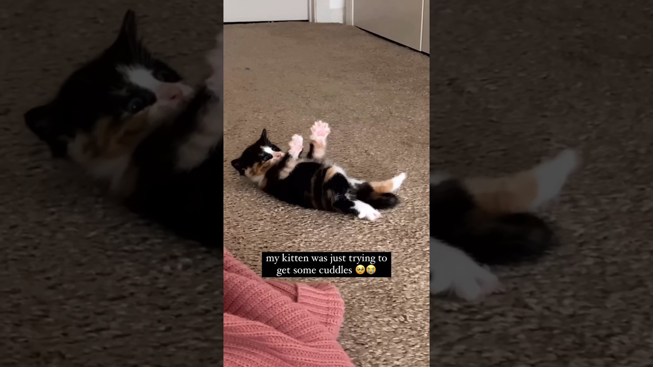 This kitten just wanted cuddles π