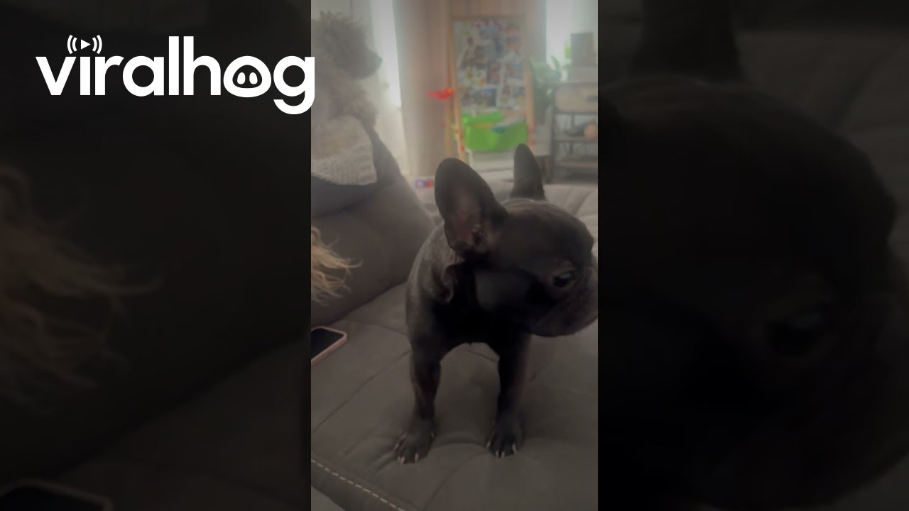 Talking French Bulldog Says 'I Love You' ๐ถ