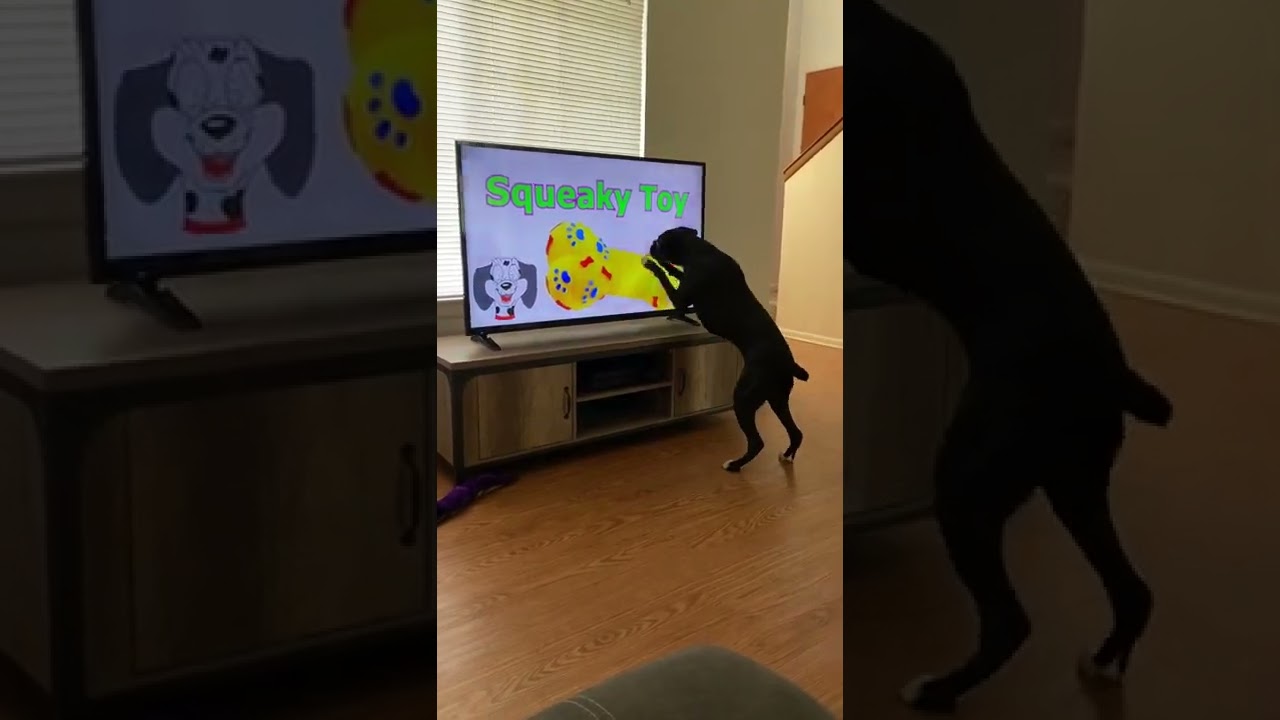 Dog Knocks Over TV Searching for Squeaky Toy 🐶