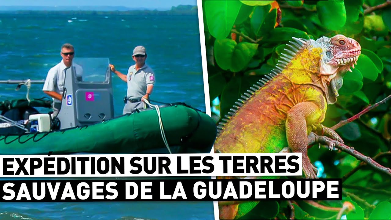Aventure en Guadeloupe : Terres Sauvages et Nature