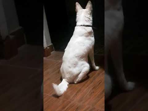 #hundo searching for enemies #dog #active #attack