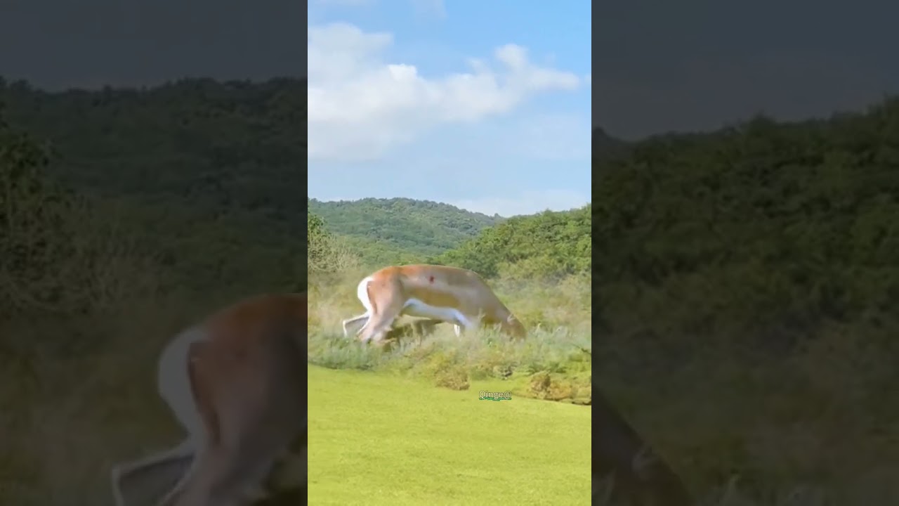 Antelope Fights Leopard in Intense Showdown 🦌