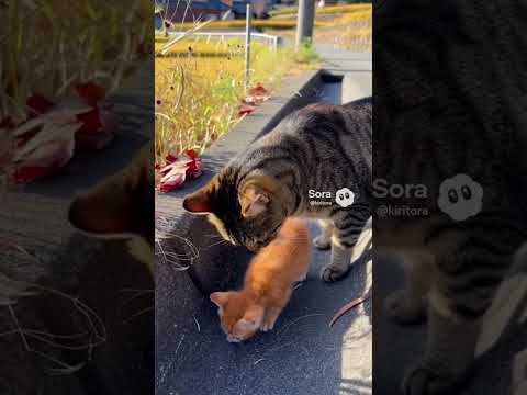 【ニャンだこのやろー】162 #猫 #猫動画 #cat #cats #catvideos #japanesecat