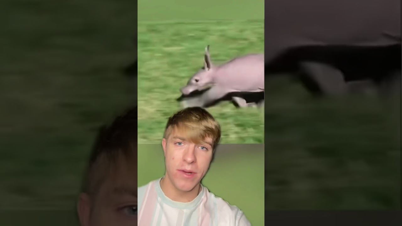 Incredible Hybrid Animals Created by Scientists! 🧬 #Shorts