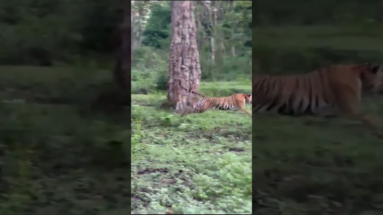 Tiger Attacks Elephant in Kabini Forest 🐅