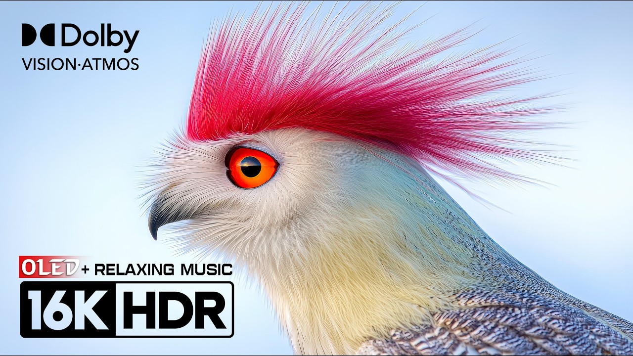 Stunning 16K OLED Dolby Vision 120fps Nature Video 🌿