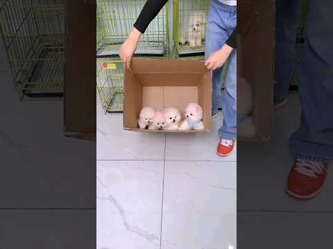 teacup dog breeds / teacup puppies 🐕 mini wood toy art / hand craft #shorts #dog #toys #cute #puppy