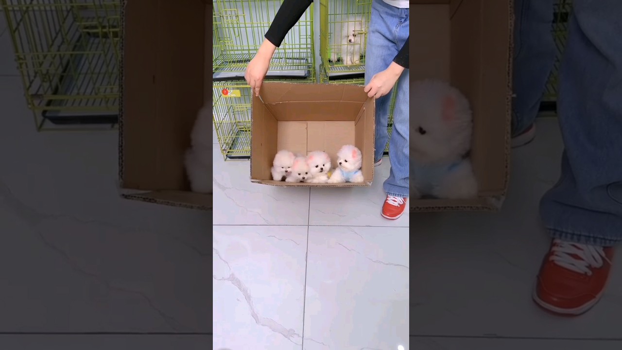 Adorable Teacup Dog Breeds & Mini Wooden Puppy Toys 🐶