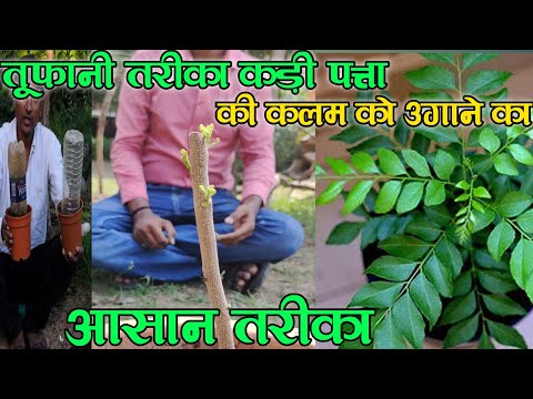 कड़ी पत्ता(मीठी नीम)की कलम कैसे लगाएं,Rn Kushwaha
