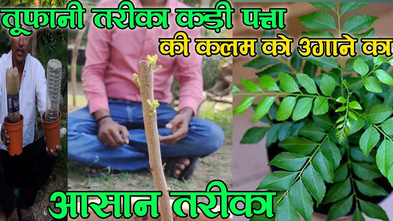कड़ी पत्ता (मीठी नीम) की कलम लगाने का आसान तरीका 🌱