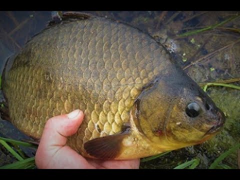 Крупные болотные караси ломают камыш! 🎣