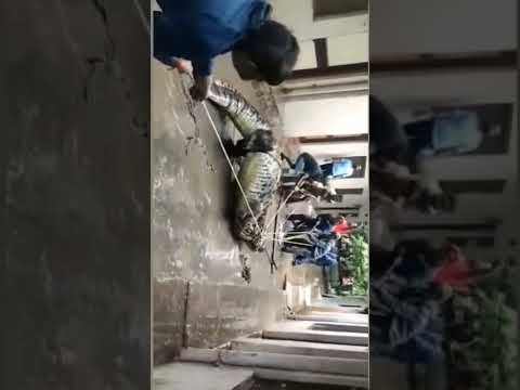 मगरमच्छ का रेस्क्यू |crocodile 🐊🐊#shorts #fsf #shorts