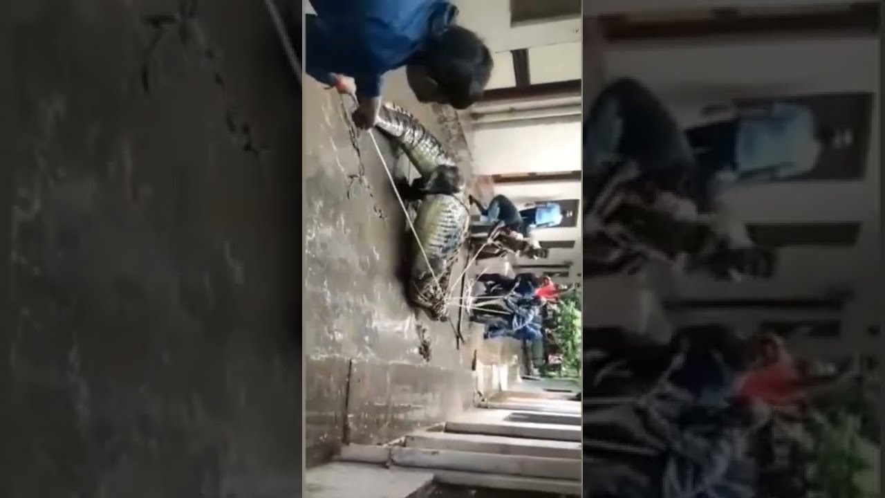 मगरमच्छ का रेस्क्यू | जानिए कैसे सुरक्षित किया गया 🐊