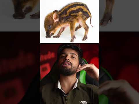 Kantara Movie Reality!🙏 #shivamsingh #ytshorts #shorts