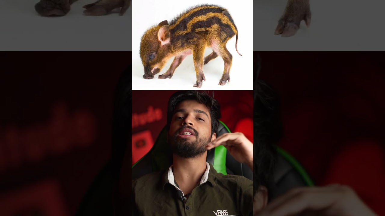 Is Kantara Based on True Events? 🤔 | Shocking Reality Revealed