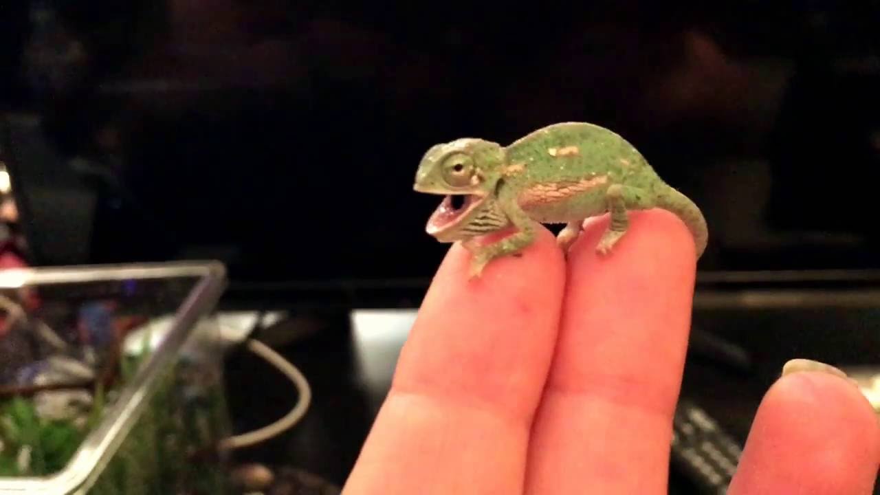 1-Day-Old Baby Chameleon Shows Color Change π