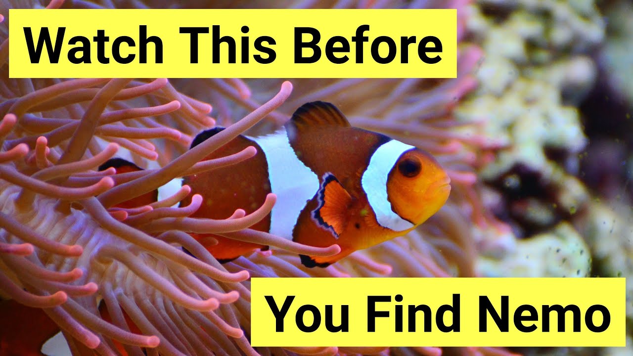 9 Essential Tips for Caring for Clownfish 🐠