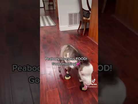 Peabody: The World’s Smallest Rescued Horse 🐴