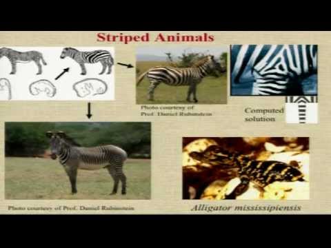 James D. Murray: Mathematical biology, past present and future