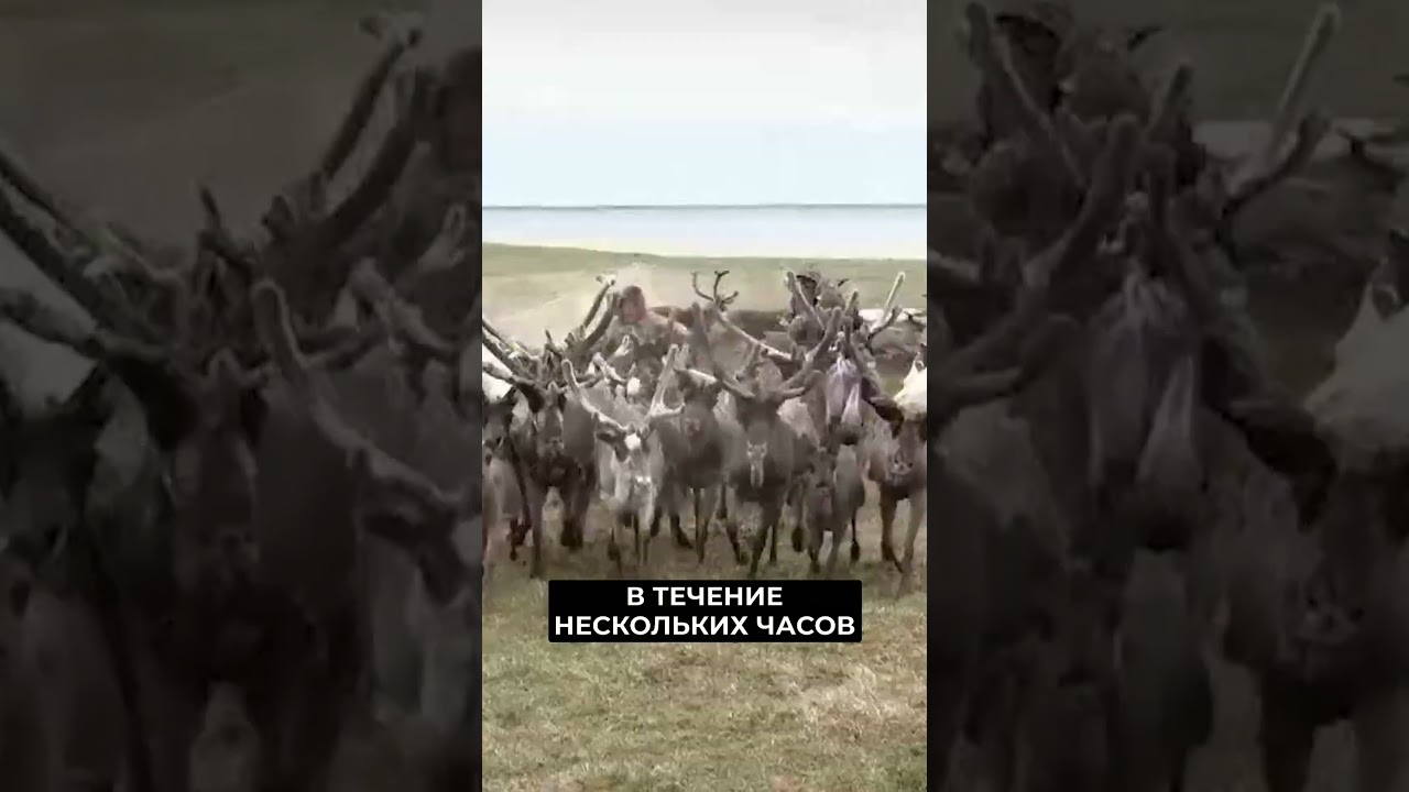 16 прививочных бригад работают в ямальской тундре