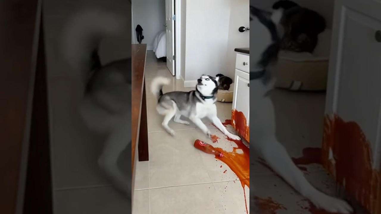 Max's Funny Pet Videos & Easy Creation Tips 🐶