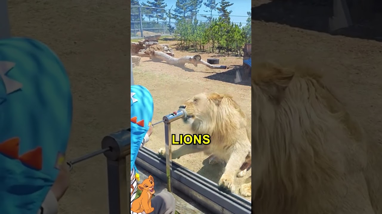 Kids' Amazing Zoo Feeding Experience 🦁