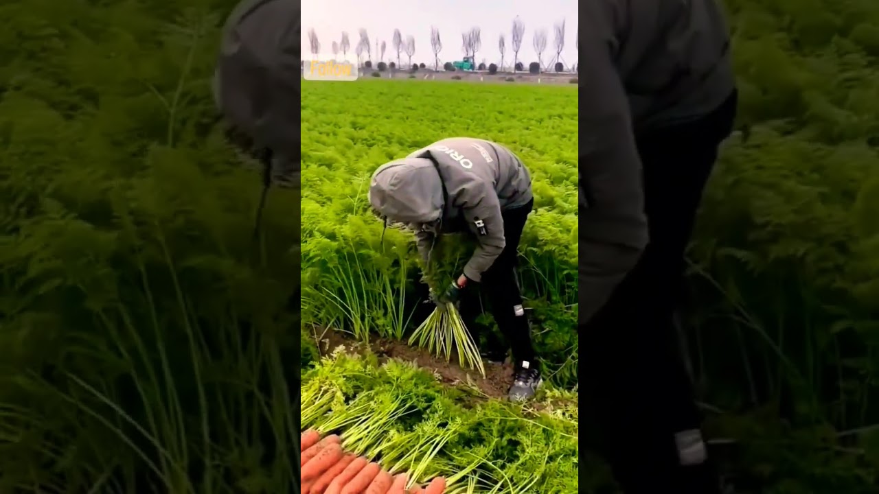 Noal Farmer: Carrot Harvest & Machinery Tips 🥕