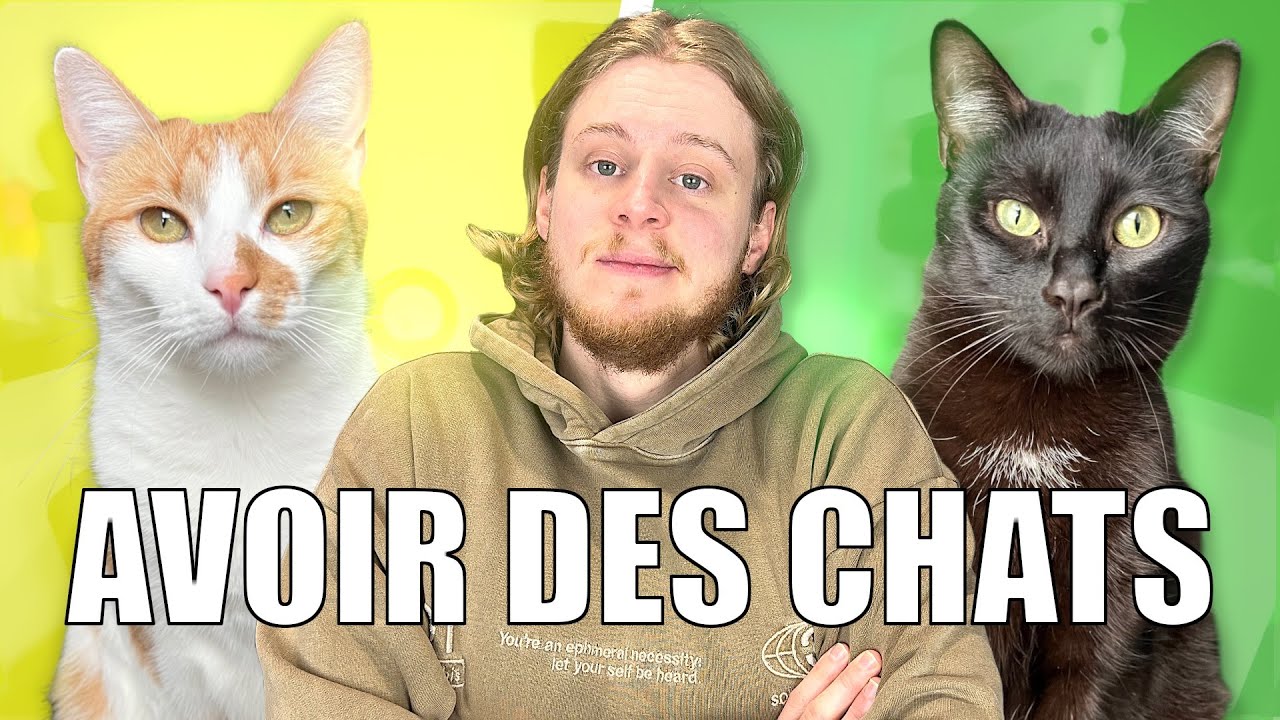 120 Mes Chats : Scampie et Seth, Les Criminous 🐱