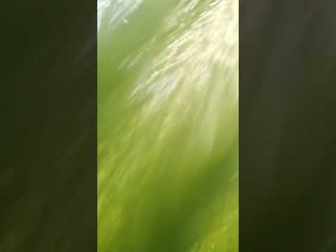 3681 Understanding 3681 51424