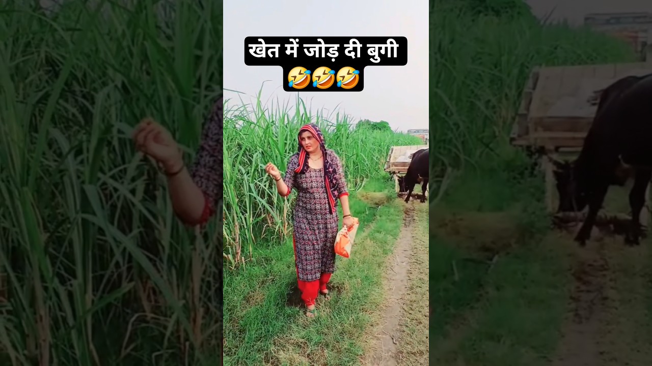 खेत में बुगी का मजेदार तड़का! 🤣 हरियाणवी कॉमेडी वीडियो