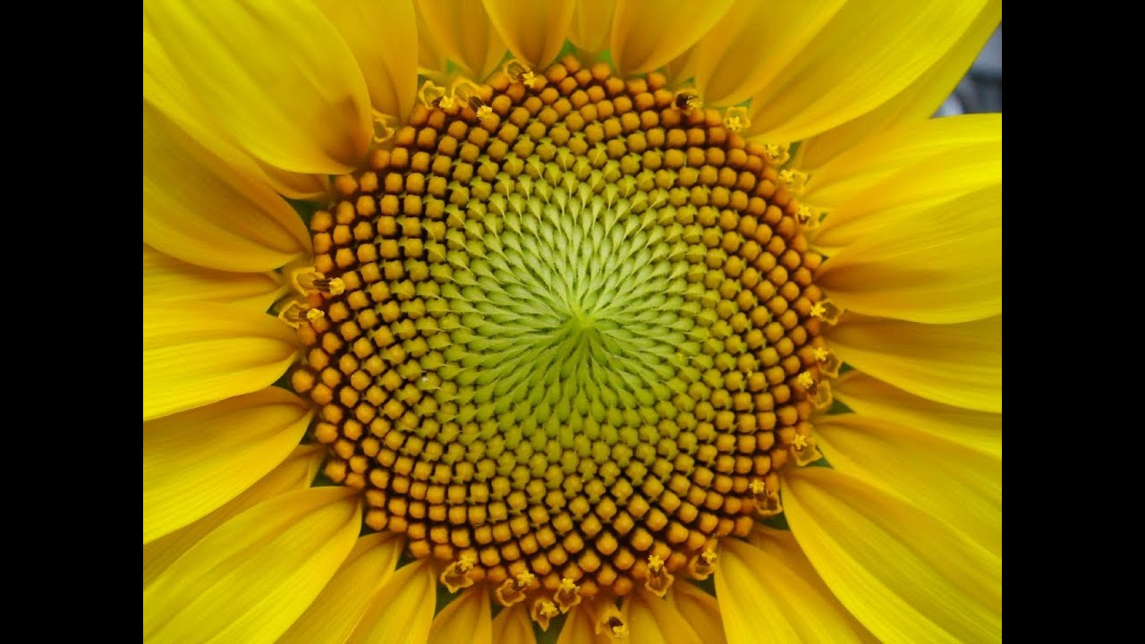 Philip Ball Explores Alan Turing's Groundbreaking Work on Morphogenesis 🧬