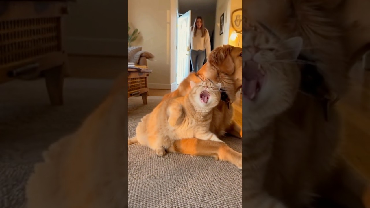 Who's the Victim? 🐱 Funny Cat Comedy